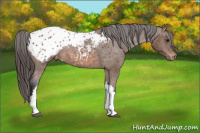 Horse Color:Bay Appaloosa Rabicano 