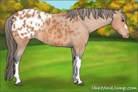 Horse Color:Bay Appaloosa Rabicano 