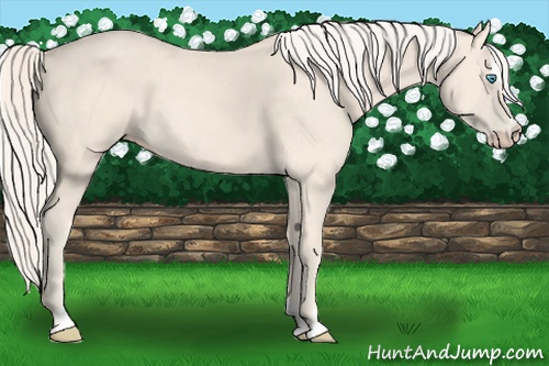Horse Color: Cremello Sabino 