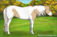 Horse Color:Chocolate Palomino Dun Tobiano Frame