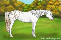Horse Color:Smoky Grullo Splash Appaloosa 