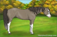 Horse Color:Smoky Grullo Splash