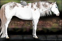 Horse Color:Chestnut Ice Sabino Splash Rabicano 