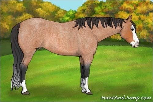 Horse Color: Bay Roan Splash 