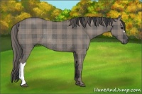 Horse Color:Plaid  Grullo Rabicano 