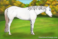 Horse Color:Red Dun Roan Splash Snowcap 