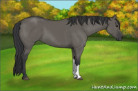 Horse Color:Brown Dun 