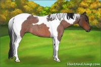 Horse Color:Bay Roan Tobiano