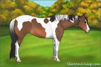 Horse Color:Bay Sabino Tobiano 