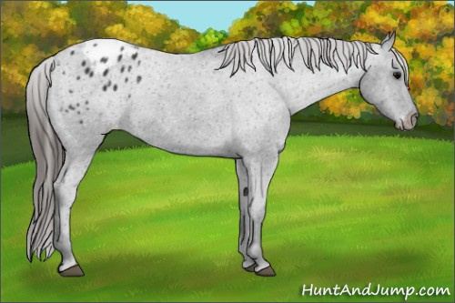 Horse Color: Black Blanket 