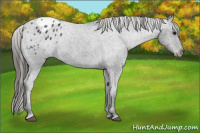 Horse Color:Black Appaloosa 