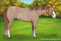Horse Color:Red Roan Splash 