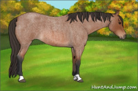 Horse Color:Bay Roan 