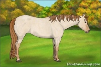 Horse Color:Red Dun Roan 