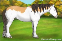 Horse Color:Buckskin Splash 
