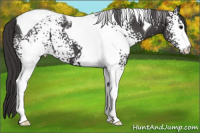 Horse Color:White Spotted Smoky Black Tobiano 