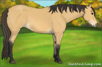 Horse Color:Buckskin Rabicano