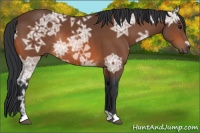 Horse Color:Bay Ice Rabicano 
