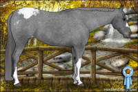 Horse Color:Brown Appaloosa 