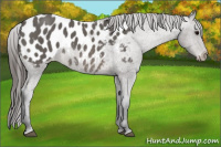 Horse Color:Brown Appaloosa 