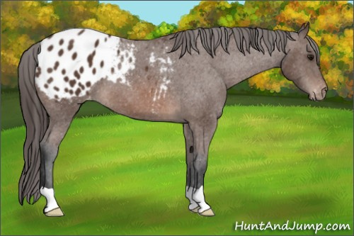 Horse Color: Bay Blanket 