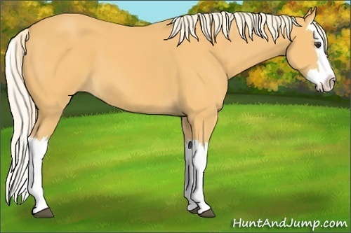 Horse Color:Palomino Splash 