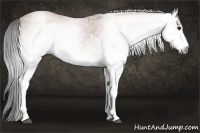 Horse Color:Gray White Spotted Bay Ice Roan 