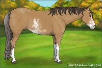 Horse Color:Buckskin Sabino 