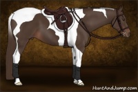 Horse Color:Liver Chestnut Tobiano 