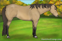 Horse Color:Buckskin 