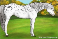 Horse Color:White Spotted Black Appaloosa