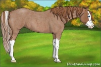 Horse Color:Red Roan Splash