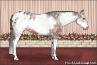 Horse Color:White Spotted Bay Splash Frame Appaloosa 
