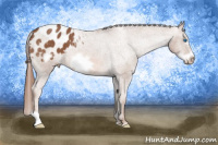 Horse Color:Red Roan Frame Appaloosa 