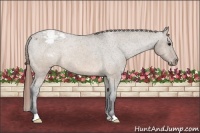 Horse Color:Brown Dun Snowcap Rabicano 