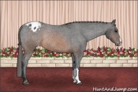 Horse Color:Brown Blanket Rabicano 