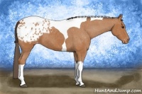 Horse Color:Bay Tobiano Appaloosa 