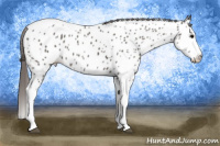 Horse Color:Grullo Splash Tobiano Appaloosa