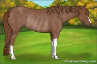 Horse Color:Chestnut Rabicano 