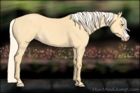 Horse Color:Gold Cream Champagne Dun 