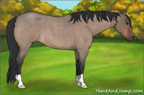 Horse Color:Bay Roan Dun 