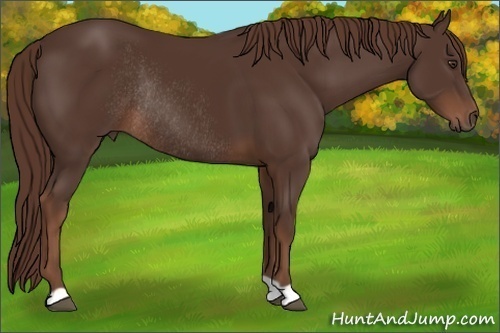 Horse Color:Liver Chestnut Rabicano 