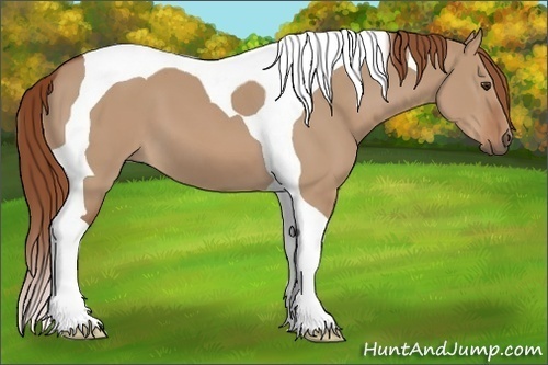 Horse Color:Red Dun Tobiano