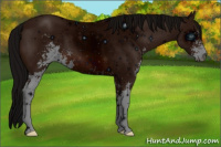 Horse Color:ERROR: UNKNOWN ANOMALY