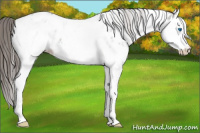 Horse Color:White Spotted Grullo Splash Appaloosa 