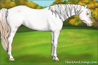 Horse Color:Gold Champagne Roan Varnish Rabicano 