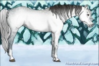 Horse Color:Gray White Spotted Smoky Black Ice 
