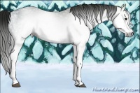 Horse Color:Gray White Spotted Black Ice
