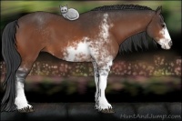 Horse Color:Bay Sabino 