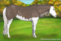 Horse Color:Silver Black Splash
